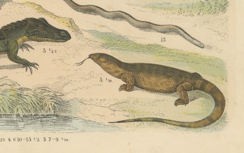 Crocodiles, Lizards & Reptiles Print: Alligator, Monitor, Iguana, Antique 1867, close-up 3