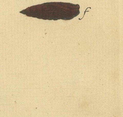 English Moths on Oak & Elm, Hand-Colored Entomology Engraving, Albin 1720, view 8