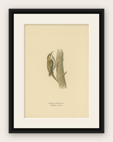 Antique Bird Print of the Eurasian Treecreeper by Von Wright, 1927, shown framed