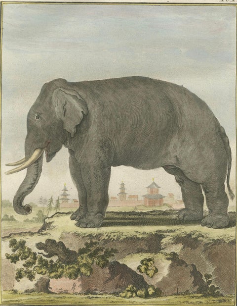 Charming Elephant Pair, Antique Hand-Coloured Prints by Buffon, 1769, close-up 2