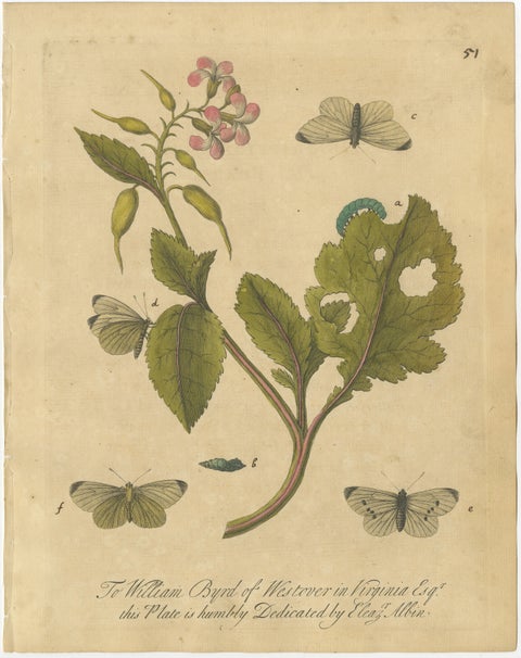 Butterfly Life Cycle on Flowering Plant, Albin Hand-Colored Engraving, ca.1720, view 2