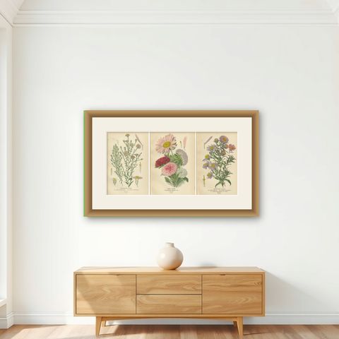Antique Botanical Prints: Michaelmas Daisies, China Asters & New England Asters, shown framed on a wall