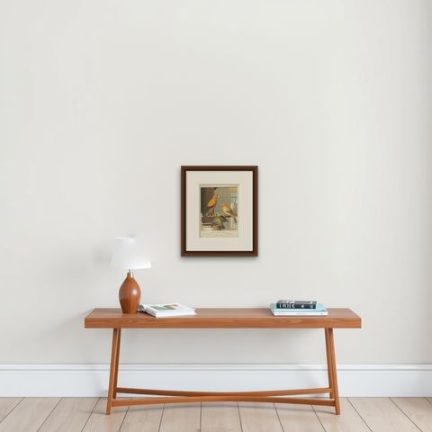 Antique Bird Print of the London Fancy Canaries, circa 1880, shown framed on a wall