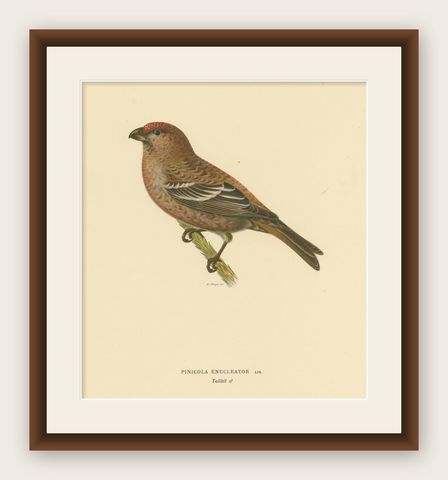 Perched Elegance: A 19th Century Lithograph of the Pine Grosbeak Bird, 1929, shown framed