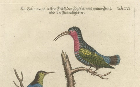 Hand-Colored Engraving of Hummingbirds and Dormouse by Seligmann, ca.1770, close-up 4