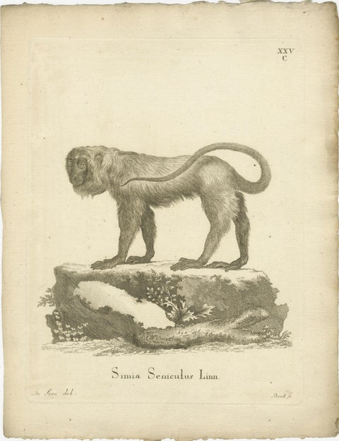 Red Howler Monkey, Antique Natural History Engraving, De Sève & Bock, c.1800, view 2