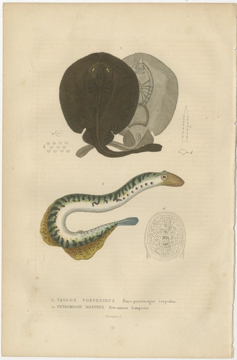 Antiquarian Handcolored Aquatic & Insect Engravings, 1845, view 6