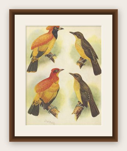 Antique Print of the Golden Bird and the Yellow-Throated Golden Bird, 1950, shown framed