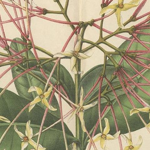 Antique Botany Print of the Ixora Hookeri Plant by Oudemans, circa 1865, close-up 2