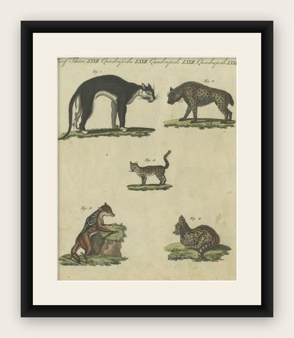 Striking 1805 Hand-Colored Engraving of Wild Cats and Predatory Mammals, shown framed