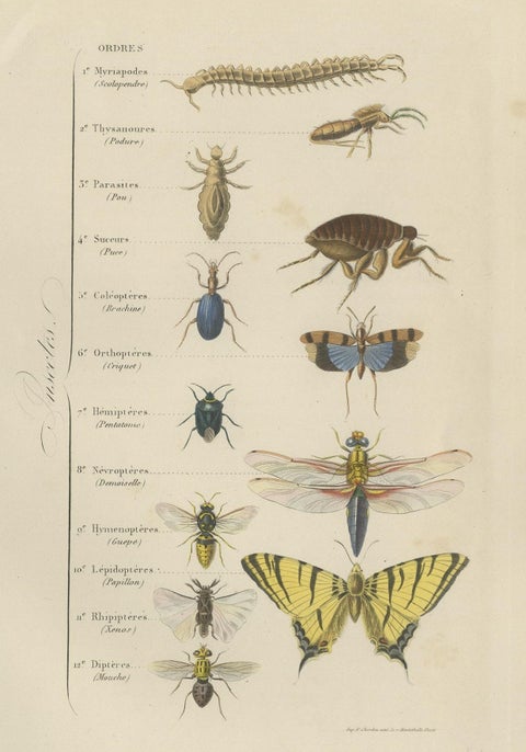 Antique Print of Various Insects, Published in 1854, close-up 1