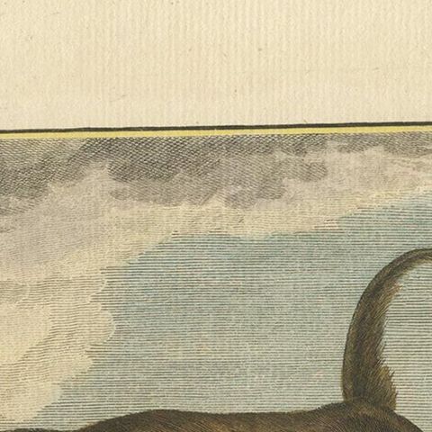 Antique Animal Print of a Baboon, ca.1800, close-up 1