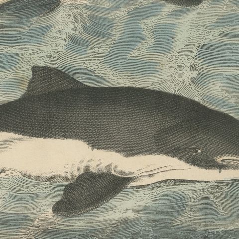 Antique Sperm Whale Print with Porpoise and Seals, Kolb Mammals, circa 1890, close-up 6