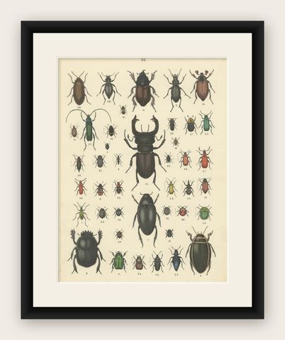 Beetles Print: Stag Beetle, Scarab, Longhorn & Jewel Beetles, Antique 1867, shown framed