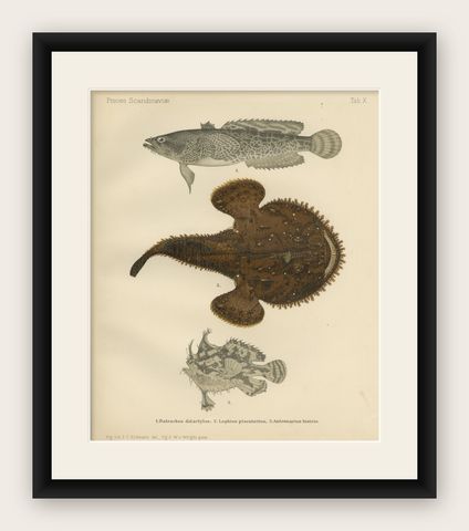 Spotted Toadfish, Anglerfish, and Frogfish - Unique Scandinavian Fish Lithograph, shown framed