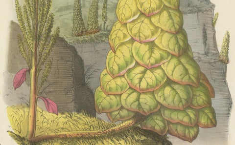 Noble Rhubarb Botanical Illustration by Louis van Houtte, 19th Century, close-up 1