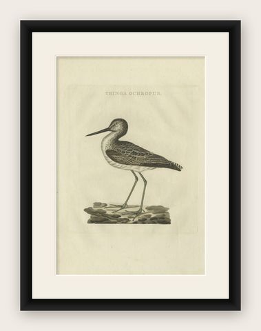 Antique Bird Print of the Green Sandpiper by Sepp & Nozeman, 1809, shown framed