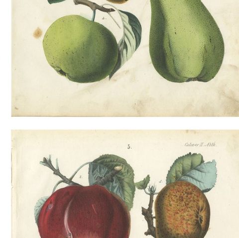 Antique Fruit Chromolithographs, Pears and Apples, Set of Six, Calwer 1854, close-up 2