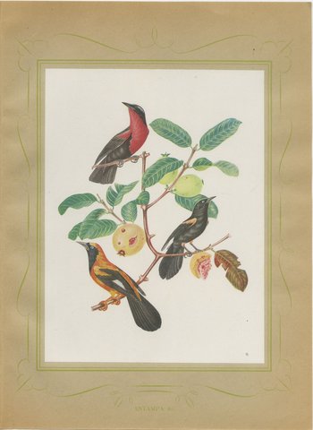 Orioles and Tanagers on a Guava, Brazilian Bird Print, Descourtilz, 1944, view 2