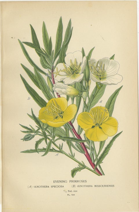 Antique Flower Prints: Clarkia Pulchella, Evening Primroses & Godetia, 1897, view 3