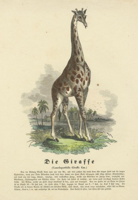 Die Giraffe (Giraffe) - Hand-Colored Zoological Print, Circa 1840, close-up 4