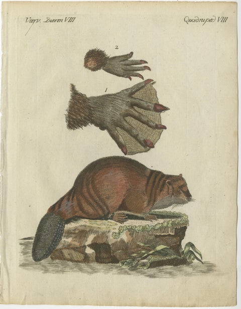 Patinca Rich Hand Colored Antique Print of a Beaver, Pubished in circa 1820, view 2