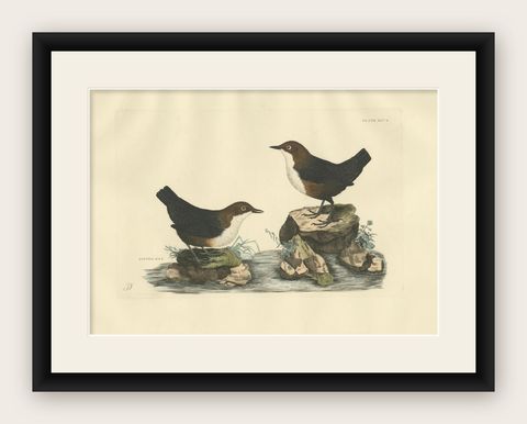 Aquatic Songbirds named Dippers Engraved by Selby and Hand-Colored, 1826, shown framed