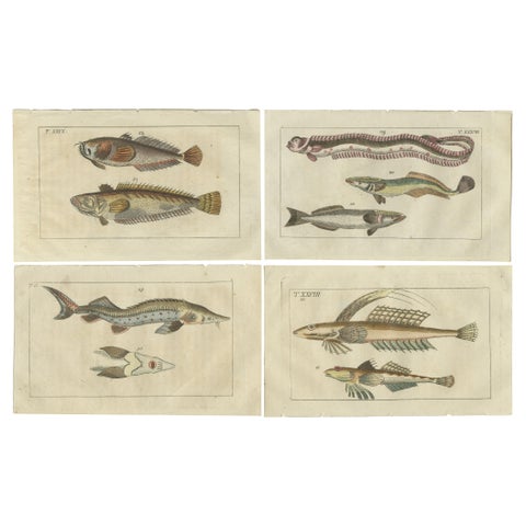 Set of 4 Antique Fish Prints - Remora - Dragonet - Star Gazer