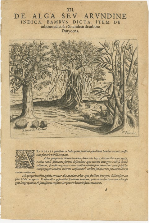 Botanical Marvels of India: Bamboo and Durian in De Bry's 1601 Copper Engraving, view 2