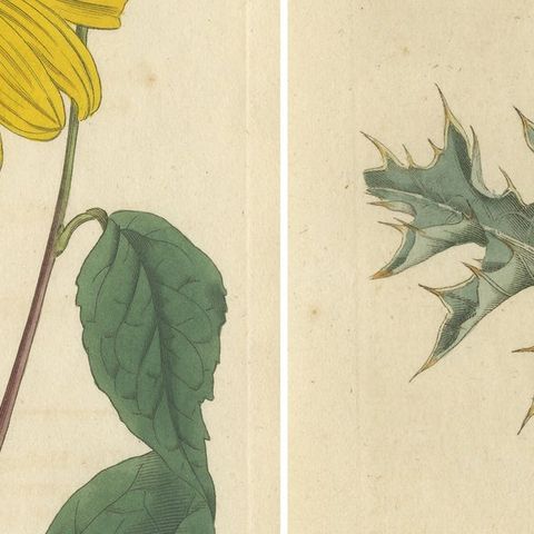 Set of 2 Antique Botany Prints - Prickly Poppy - Perennial Sunflower, close-up 2