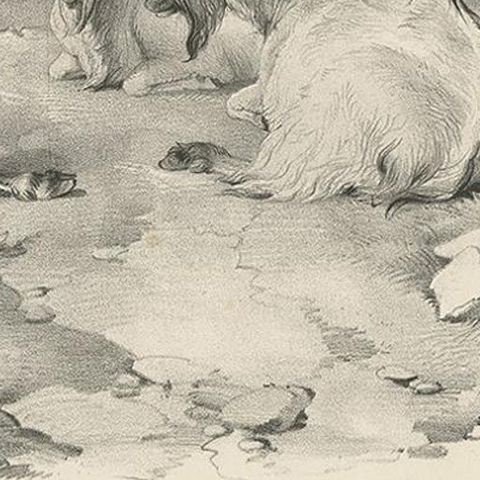 No.4 Antique Print of Goats by Cooper, '1839', close-up 2