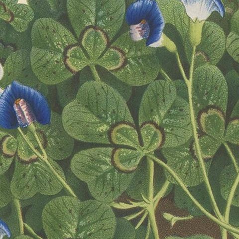 Antique Botany Print of the Parochetus Communis by Van Houtte, circa 1862, close-up 1