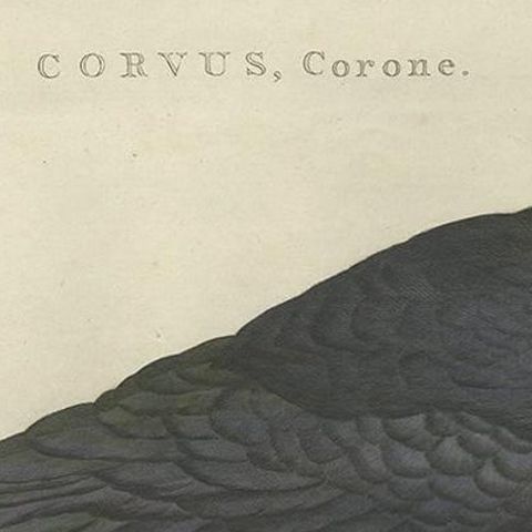 Carrion Crow with Eggs, Hand-Coloured Engraving from Nozeman, 1797, close-up 1