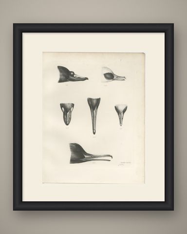 Bills of the Sawbills and Sea Ducks, circa 1909, shown framed