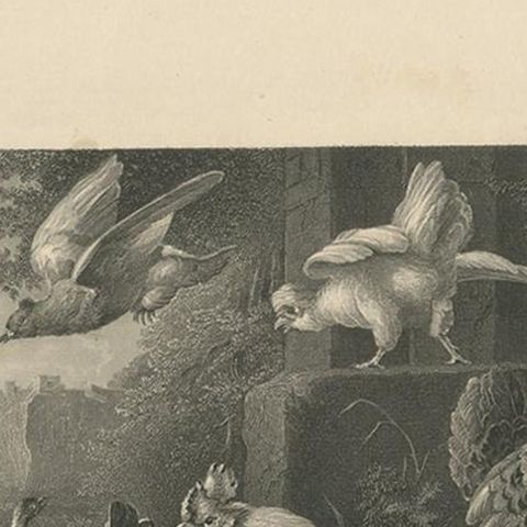 Antique Print of Poultry Attacked by a Hawk by Payne 'c.1860', close-up 1