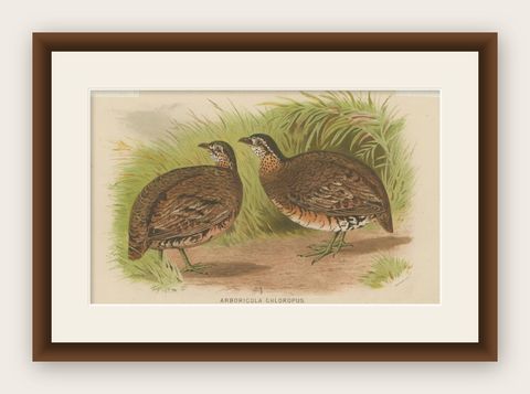 Antique Bird Print of the Green-Legged Wood Partridge by Hume & Marshall, 1879, shown framed