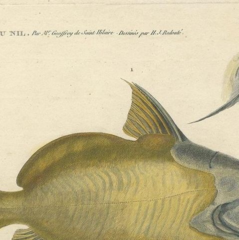 Antique Fish Print of the Synodontis Membranacea and Pimelodus Clarias, 1809, close-up 1