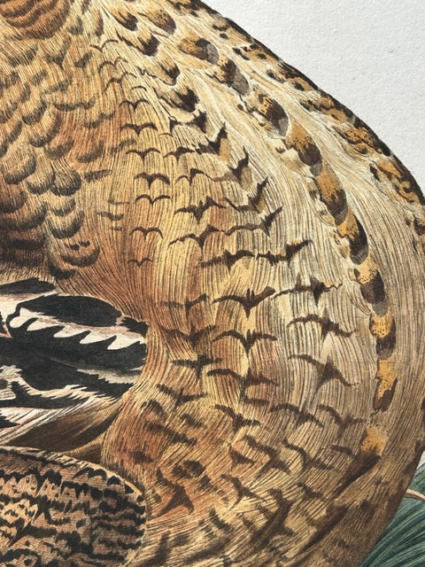 Ardea Stellaris Rufa, Eurasian Bittern from Nederlandsche Vogelen, 1809, view 7