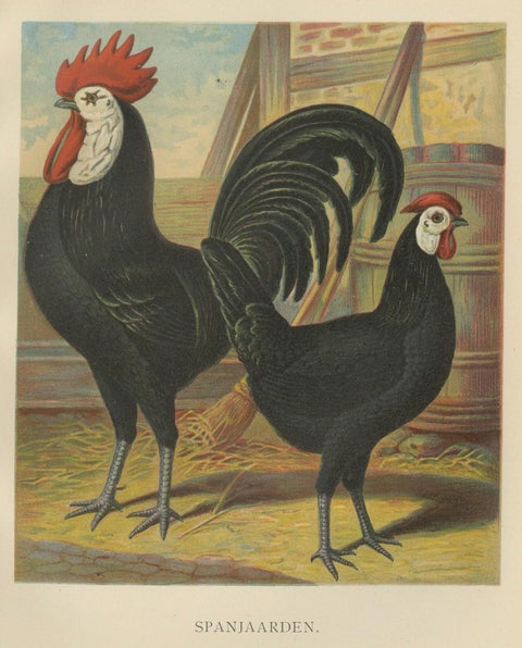 The Distinguished Spanish Chicken - A Rare 19th Century Poultry Lithograph, close-up 1