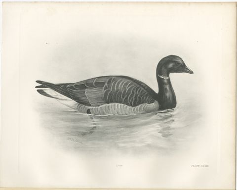 Brent Goose, Antique Bird Print after Lilian Medland, circa 1909, view 2