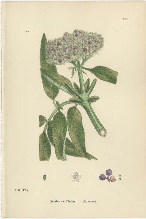 Set of 10 Antique Botanical Prints, English Botany 1902, British Wild Flowers, view 5