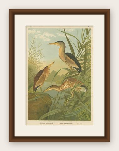 Bitterns in Reeds, Antique 19th Century Bird Chromolithograph of Little Bittern, shown framed