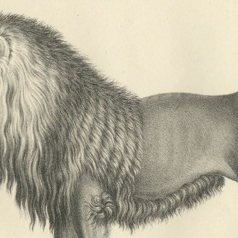 Set of 2 Antique Prints of a Barbary Lion and Lioness by Brodtmann, close-up 1