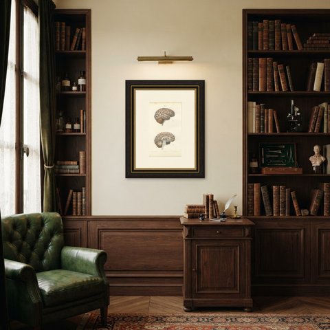 The Brain in Lateral and Median View, Antique Hirschfeld Anatomy Print, 1866, shown framed in a room