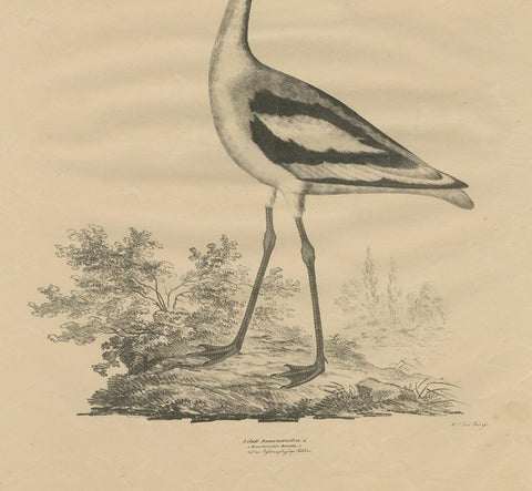 Antique Bird Print of the Pied Avocet by Goldfuss, circa 1824, view 4