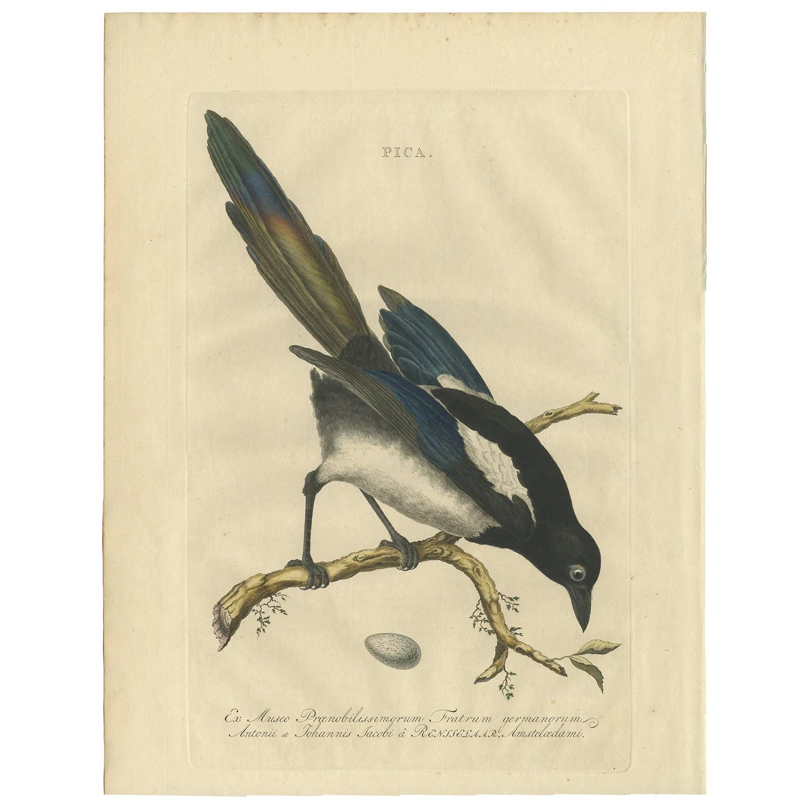 Magpie (Pica), Antique Ornithological Print with Dutch Text, Nozeman, 1770–1829