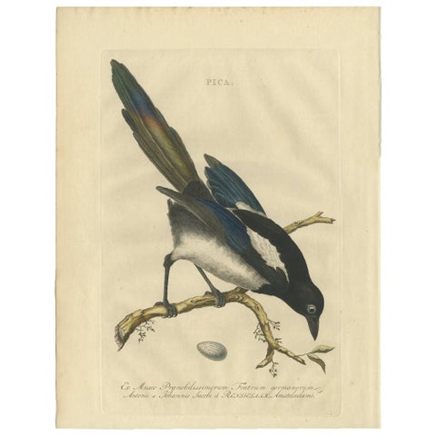 Magpie (Pica), Antique Ornithological Print with Dutch Text, Nozeman, 1770–1829