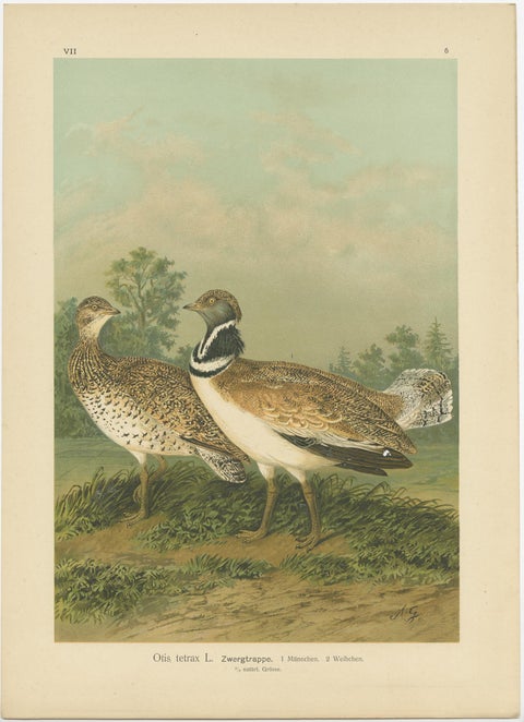 Antique Bird Print of the Little Bustard by Naumann, circa 1895, view 3