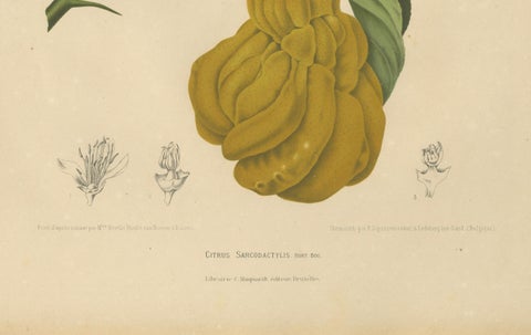 Original Antique Botanical Chromolithograph of Buddha's Hand Citron, c. 1880, close-up 3