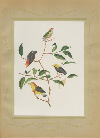 Manakins and Tanagers, Brazilian Bird Print, Descourtilz, 1944, view 2